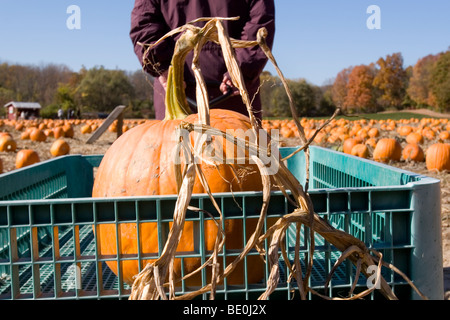 Eine Frau zieht einen Kürbis in einem Wagen. Stockfoto