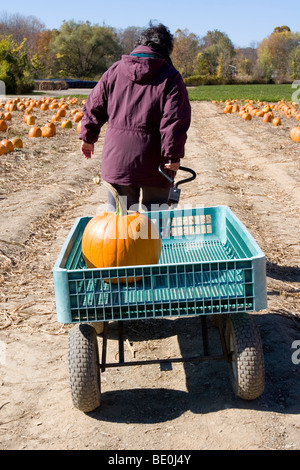 Eine Frau zieht einen Kürbis in einem Wagen. Stockfoto