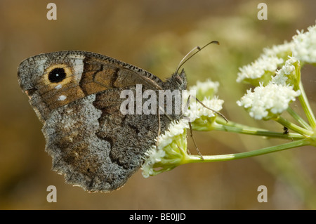 Baum Äsche (Hipparchia Statilinus) Stockfoto