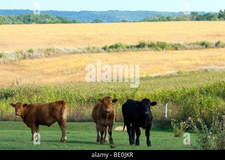 Drei Kühe junge in einem Feld in fernöstlichen Iowa, auf den Klippen mit Blick auf den Mississippi River. Stockfoto