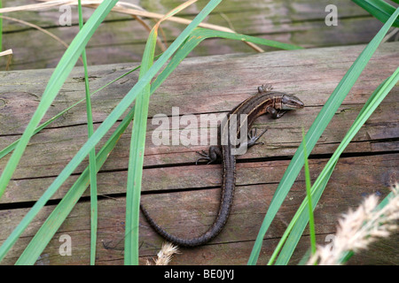 Sand-Eidechse (Lacerta Agilis), Weiblich Stockfoto