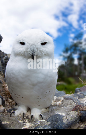 Schneeeule, Arktis Eule oder große weiße Eule, Nyctea Scandiaca, in Gefangenschaft. Stockfoto