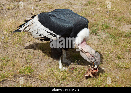 Ein Anden-Kondor, Kondor Vultur, Otavalo, Ecuador, Südamerika. Stockfoto