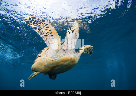 Hawksbill Turtle, Eretmochelys Imbricata, Bonaire, die niederländischen Antillen, Karibik. Stockfoto