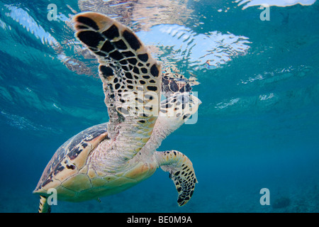 Hawksbill Turtle, Eretmochelys Imbricata, Bonaire, die niederländischen Antillen, Karibik. Stockfoto