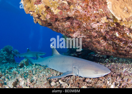 Ein Weißspitzen Riffhaie, Triaenodon Obesus, ruhen auf dem Boden. Hawaii. Stockfoto