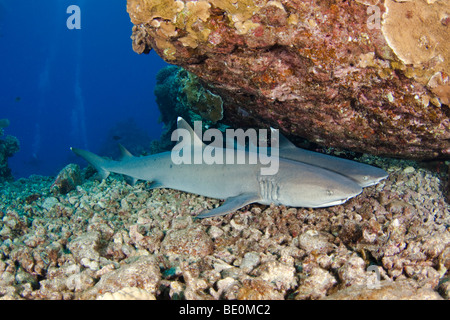 Zwei Weißspitzen-Riffhaie, Triaenodon Obesus, ruhen auf dem Boden. Hawaii. Stockfoto