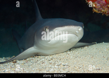 Weißspitzen-Riffhai Triaenodon Obesus. Hawaii. Stockfoto