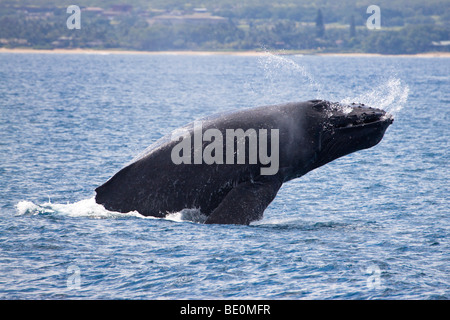 Dagegen verstößt Buckelwal, Impressionen Novaeangliae, aus der Insel Maui, Hawaii. Stockfoto