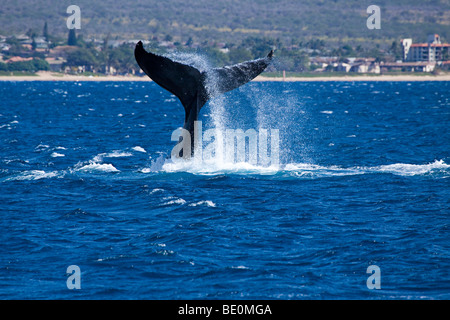 Ein Buckelwal, Impressionen Novaeangliae, hebt die masive Schweif aus dem Pazifik am nördlichen Ende von Kihei, Maui, Hawaii. Stockfoto