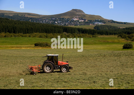 Heuernte: ein Traktor Zetten, einer frisch gemähten Wiese. Stockfoto