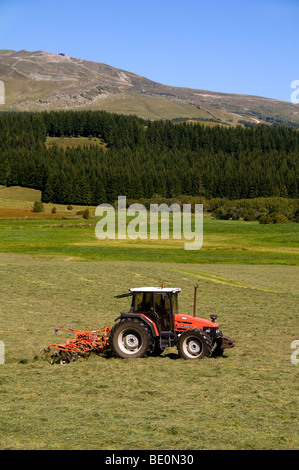 Heuernte: ein Traktor Zetten, einer frisch gemähten Wiese. Stockfoto