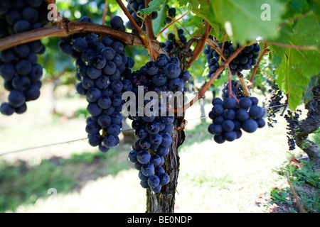 Trauben wachsen auf Reben am Stadtrand von St. Emilion in das Weinanbaugebiet von Bordeaux in Frankreich Stockfoto