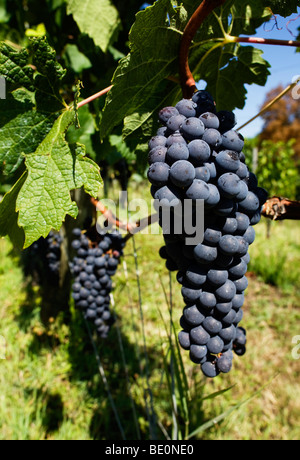 Trauben wachsen auf Reben am Stadtrand von St. Emilion in das Weinanbaugebiet von Bordeaux in Frankreich Stockfoto