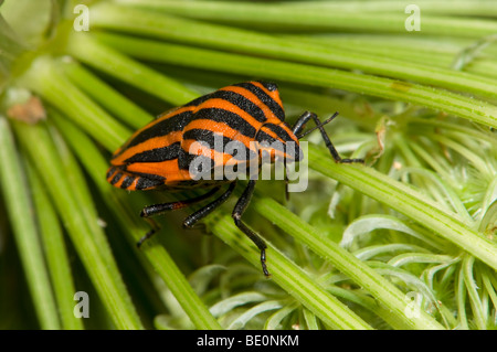 Gestreiften Schild Bug (Graphosoma Lineatum) Slowenien, Juli. Stockfoto