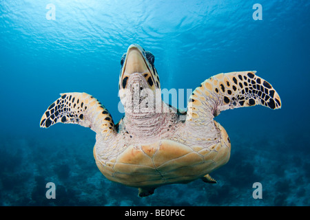 Hawksbill Turtle, Eretmochelys Imbricata, Bonaire, die niederländischen Antillen, Karibik. Stockfoto