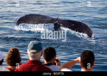 Passagiere (MR) auf eine Whale-watching Boot aus Lahaina, Maui und das Heck ein Buckel-Wal, Impressionen Novaeangliae, Hawaii. Stockfoto