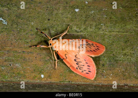 rosig Lackei Motte; Miltochrista miniata Stockfoto