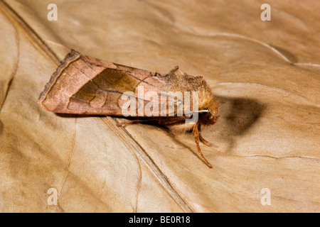 rosig rustikale Motte; Hydraecia micacea Stockfoto