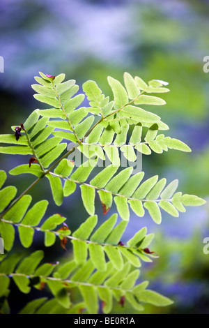 Königsfarn; Osmunda regalis Stockfoto