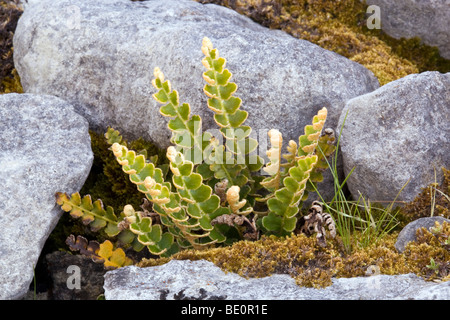 Rustyback Farn; Asplenium Ceterach; Kalkstein Stockfoto