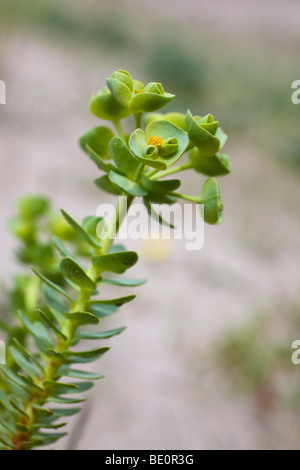 Meer-Wolfsmilch; Euphorbia paralias Stockfoto