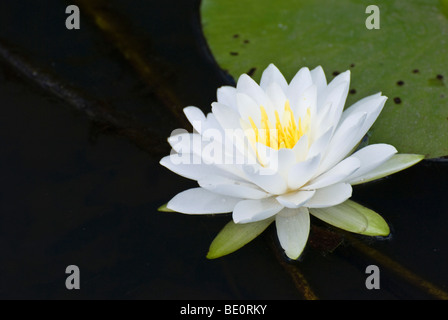 Nymphaea odorata Stockfoto