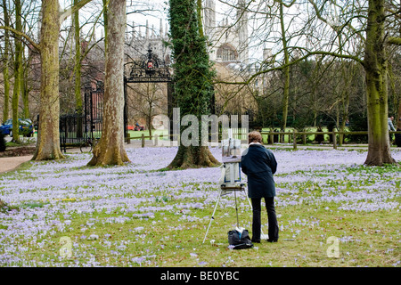 Krokusse im Frühling, Trinity College in Cambridge Stockfoto