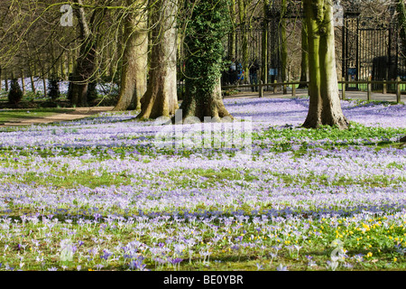 Crucuses im Frühjahr, Trinity College in Cambridge Stockfoto