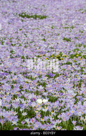 Krokusse im Frühling, Trinity College in Cambridge Stockfoto