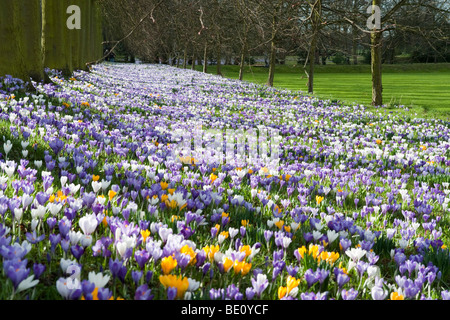 Krokusse im Frühling, Trinity College in Cambridge Stockfoto