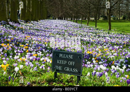 Krokusse im Frühling, Trinity College in Cambridge Stockfoto