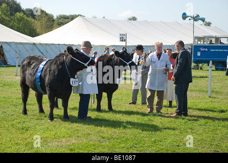 Rinder in Romsey Show zu urteilen Stockfoto