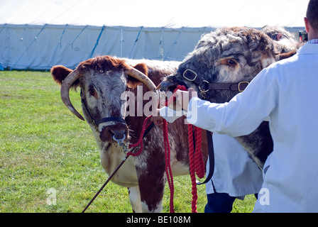 Rinder in Romsey Show zu urteilen Stockfoto