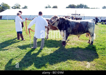 Rinder in Romsey Show zu urteilen Stockfoto