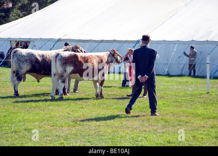 Rinder in Romsey Show zu urteilen Stockfoto