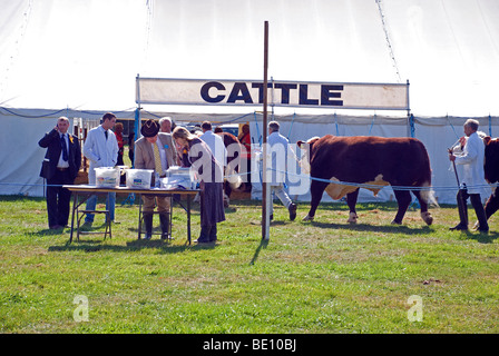 Rinder in Romsey Show zu urteilen Stockfoto