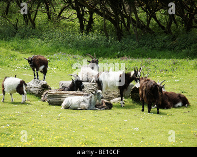 Ziegen im Tal der Felsen Lynton devon Stockfoto