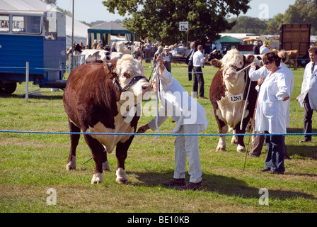 Rinder in Romsey Show zu urteilen Stockfoto