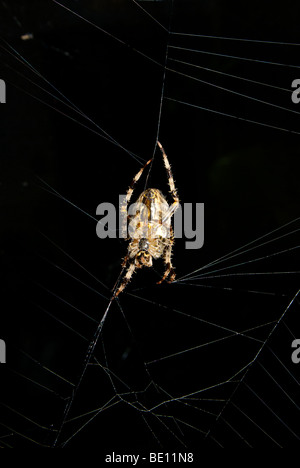 Unterseite große weibliche Garten Orb weben Spinne Reparatur ihr am frühen Morgen leicht nebelige Tau bedeckt feine Seidenfaden web Stockfoto