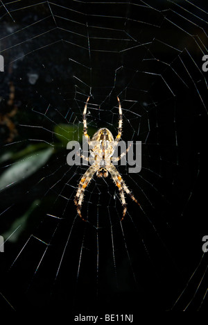 Unterseite große weibliche Garten Orb weben Spinne auf ihr am frühen Morgen leicht nebelige Tau bedeckt feine Seidenfaden web Stockfoto