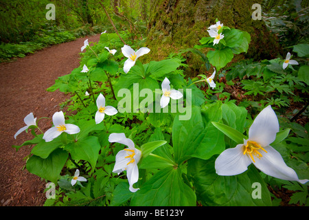 Nahaufnahme des westlichen Trillium (Trillium Ovatum) und Trail. Tryon Creek State Park, Oregon Stockfoto