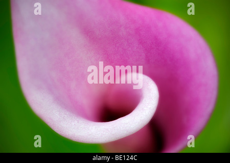 Lippenstift Calla Lily. Kalifornien-Calla Lily (z. Rehmannii). Al-Kindergarten. Oregon Stockfoto