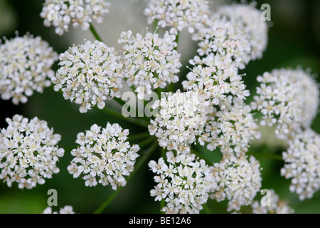 Gemahlener ältester (Aegopodium Podagraria) in Blüte, England, UK Stockfoto