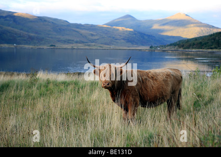 Highland-Kuh an der Seite des Loch Scridain auf der Isle of Mull in Schottland Stockfoto