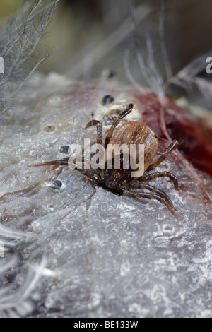 Vogel-Tick Ixiodes brunneus Stockfoto