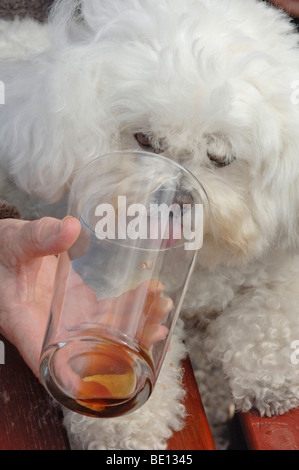 Ein Hund trinken Bier in einem Pub Sussex, UK. Bild von Jim Holden. Stockfoto