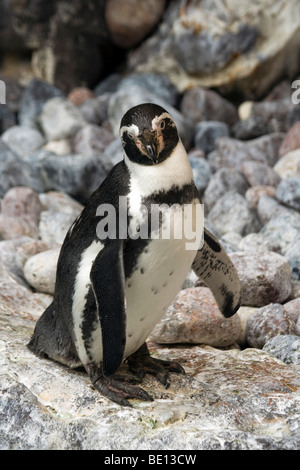 Pinguin (Auftrag Sphenisciformes, Familie Spheniscidae). Brookfield Zoo. Magellan-Pinguine (Spheniscus Magellanicus) Stockfoto