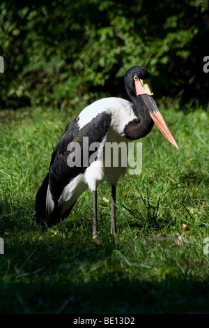 Der Sattel – abgerechnet Storch (Nahrung Senegalensis). Brookfield Zoo. Stockfoto