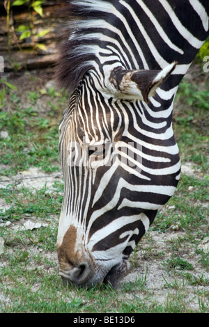 Das Zebra. Brookfield zoo Stockfoto